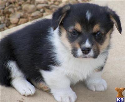 Little Louie - Another Great Pup From Lookout Farm